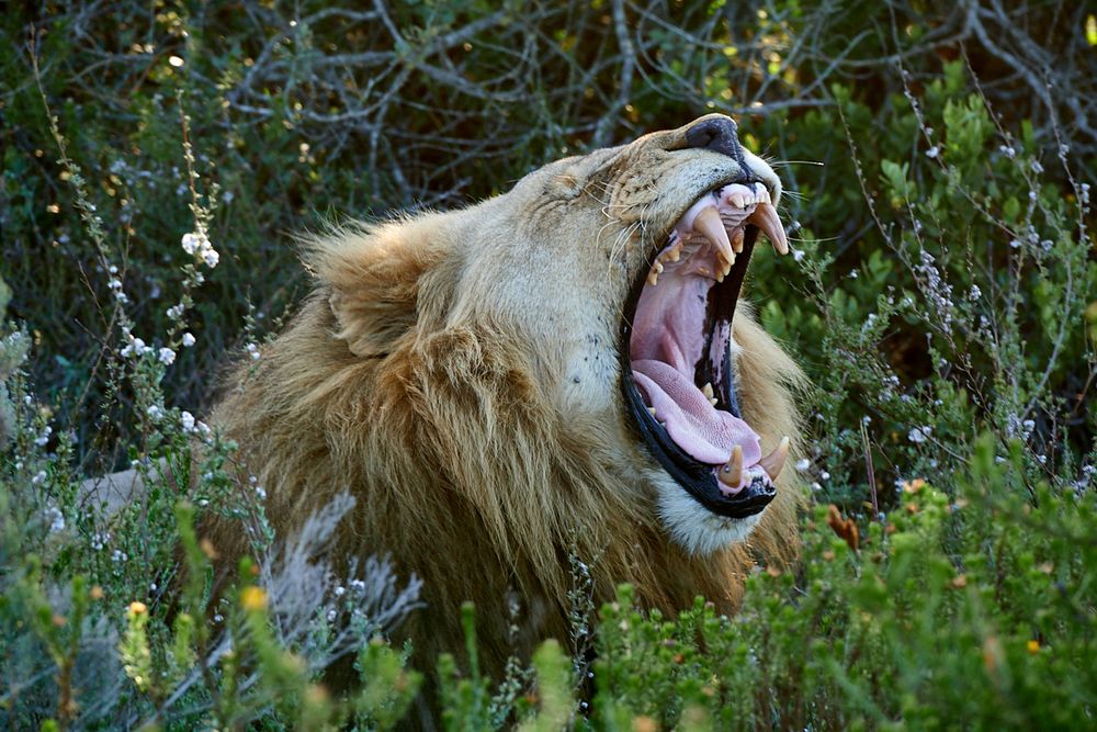 yawning lion