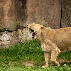 Yawning Lion