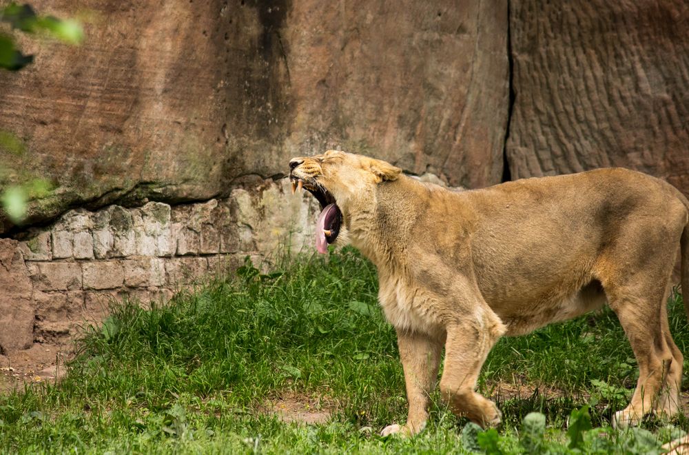 Yawning Lion