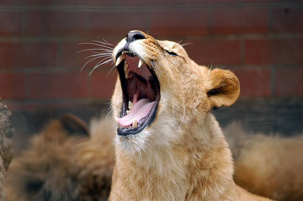 Yawning Lion