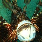 Yawning Lionfish