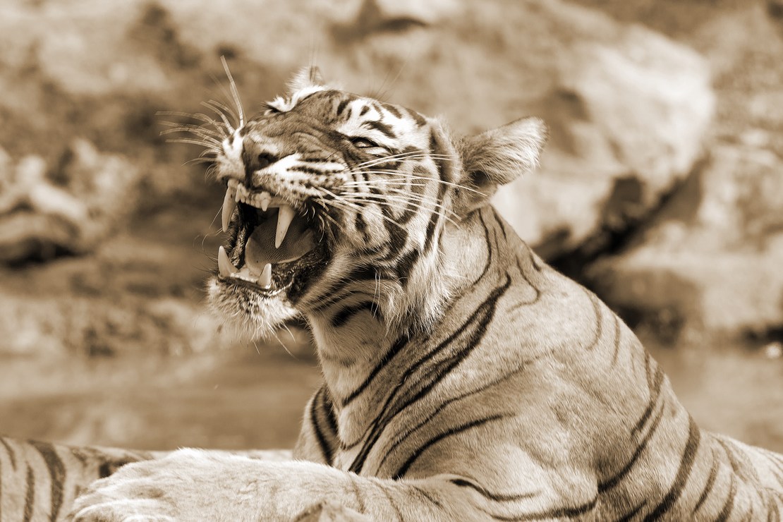 yawning Tiger