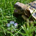 Yawning Tortoise