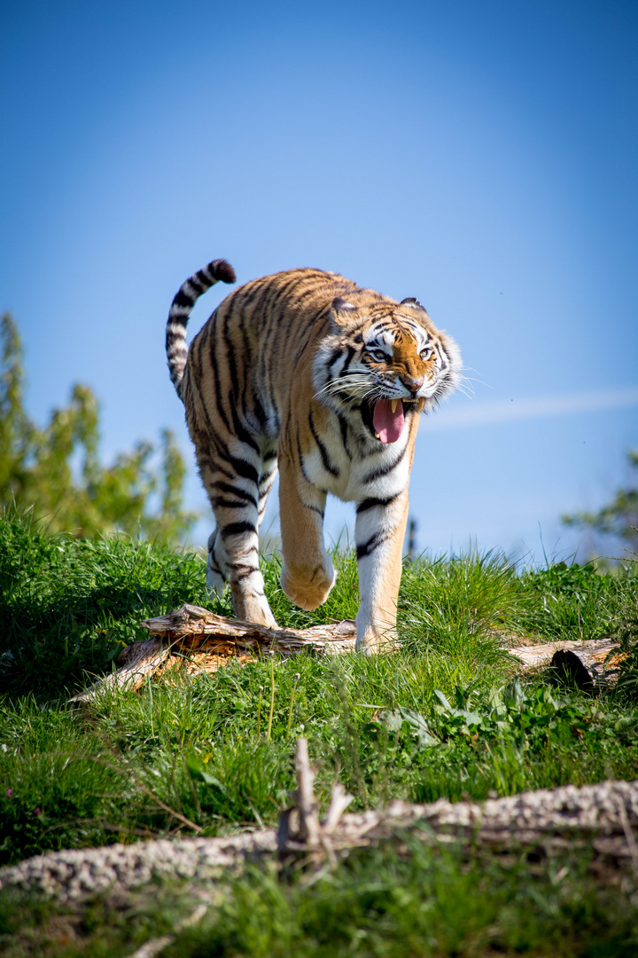 Yawning.tiger.