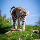 Yawning.tiger.