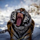 Yawning.tiger.