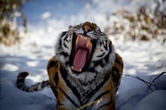 Yawning.tiger.