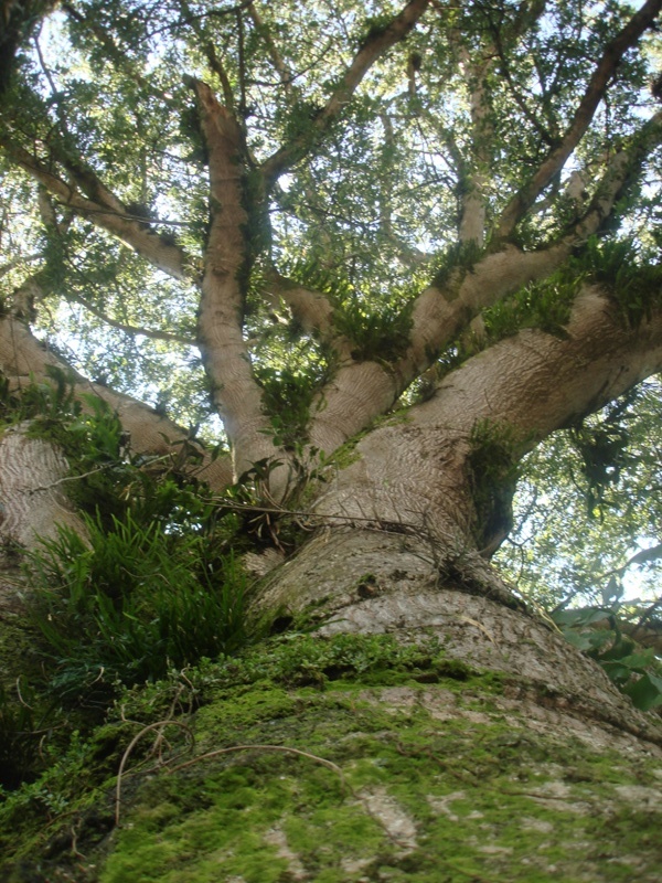 Yax Che, La Ceiba arbol sagrado de los Mayas en Pochuta, Chimaltenango, Guatemala.