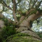 Yax Che, La Ceiba arbol sagrado de los Mayas en Pochuta, Chimaltenango, Guatemala.