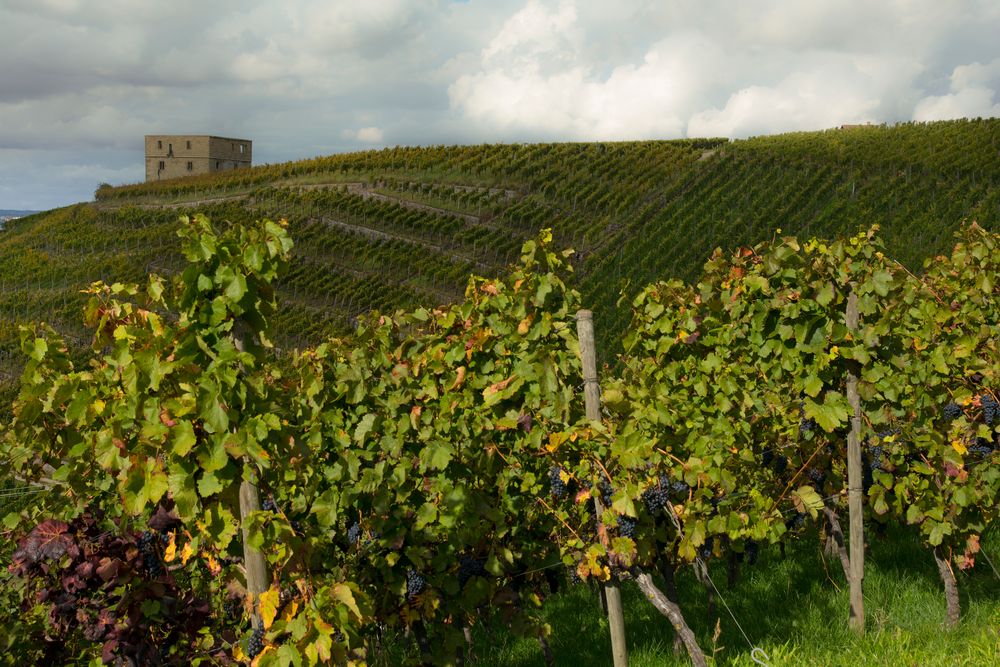 Yburg bei Kernen-Stetten im Remstal