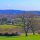 Ye Old Oak Tree