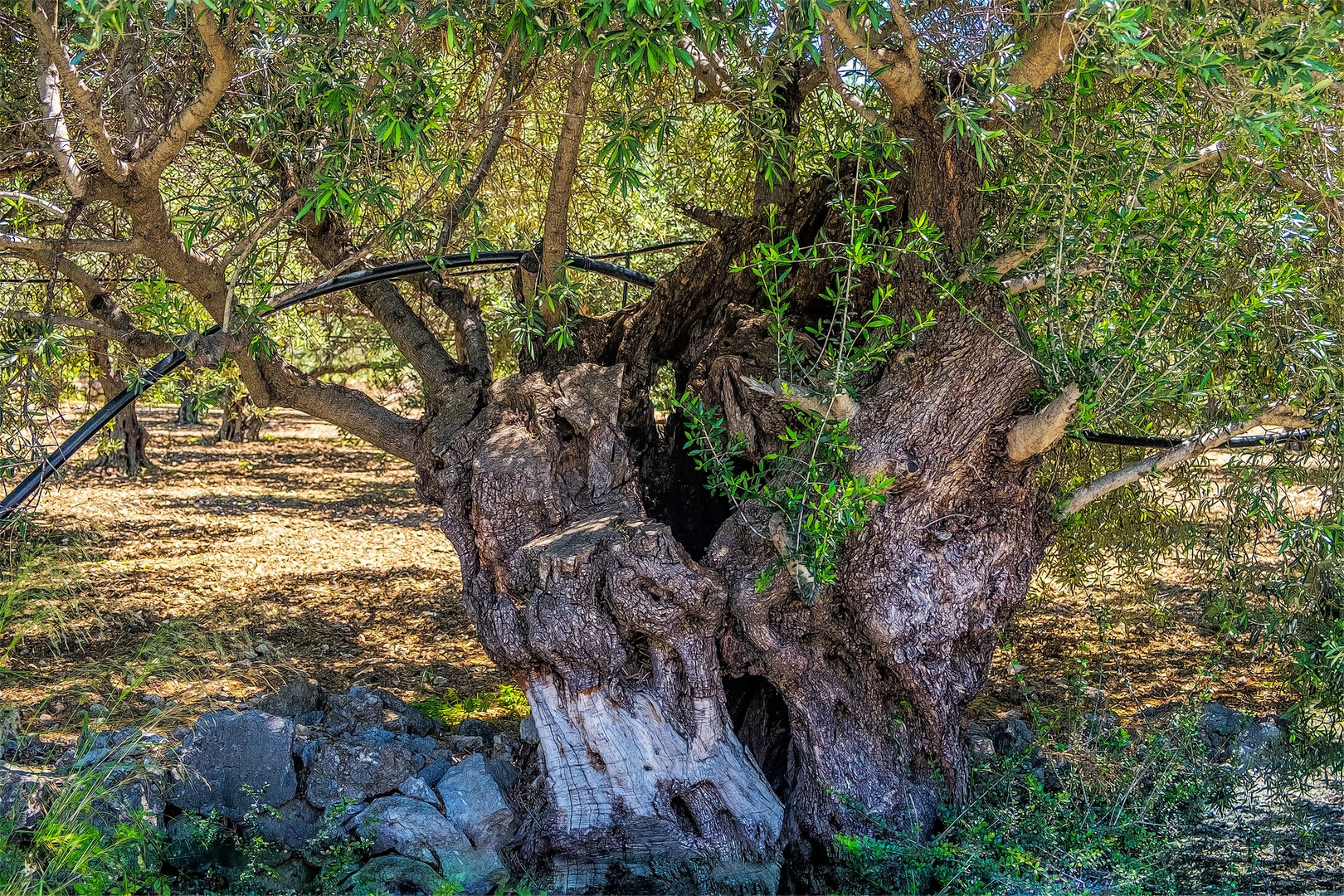 Ye old Olive-Tree