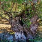 Ye old Olive-Tree