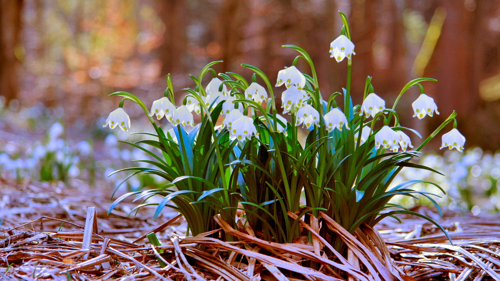 Yeah Frühling!!!