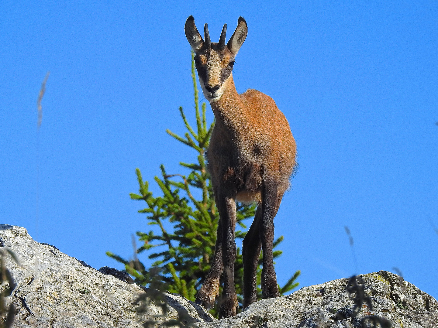 Yearling curioso