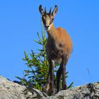 Yearling curioso