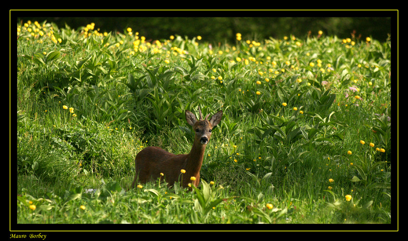 Yearling.