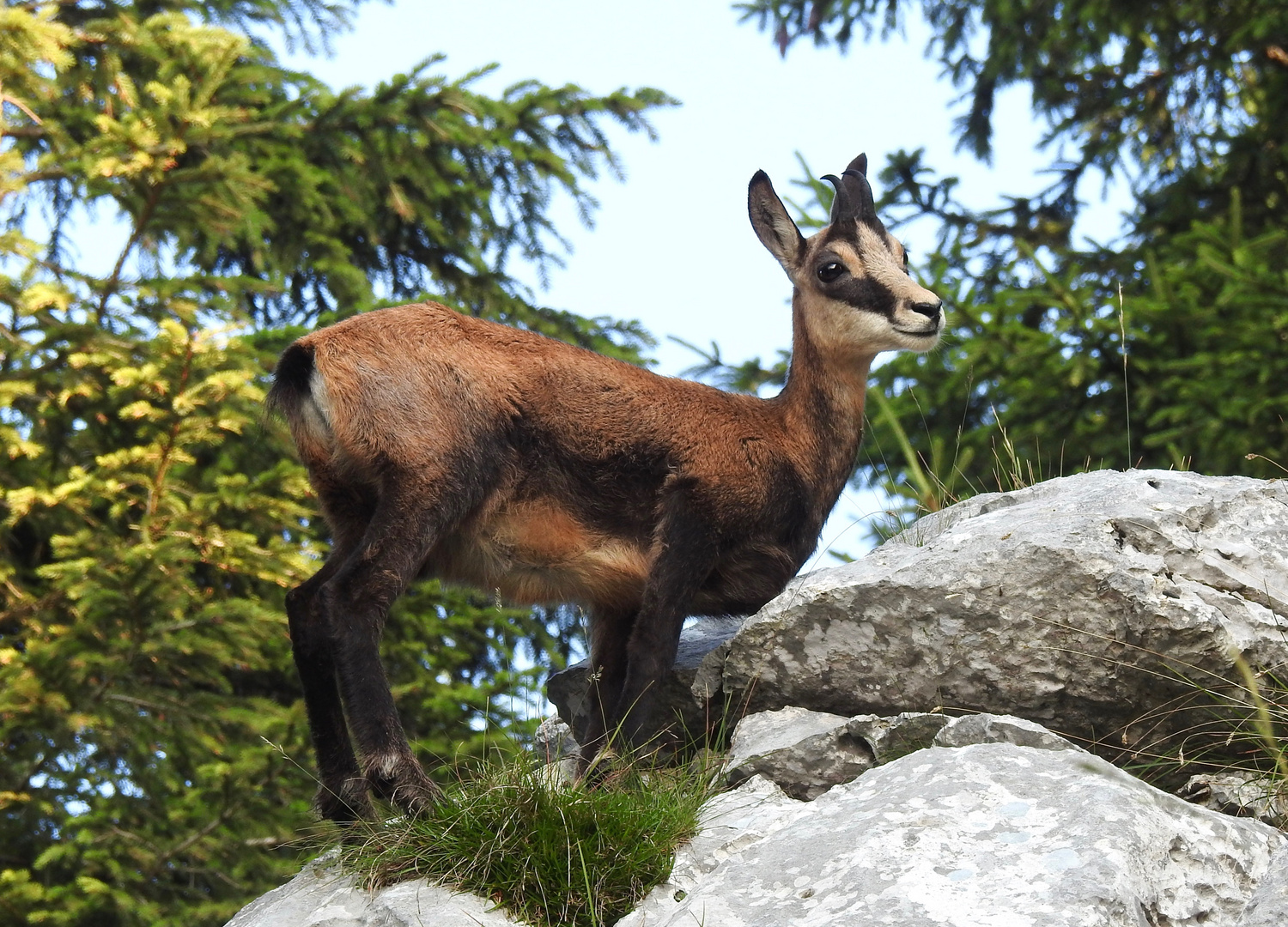 Yearling