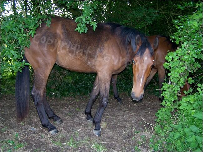 Yearlings