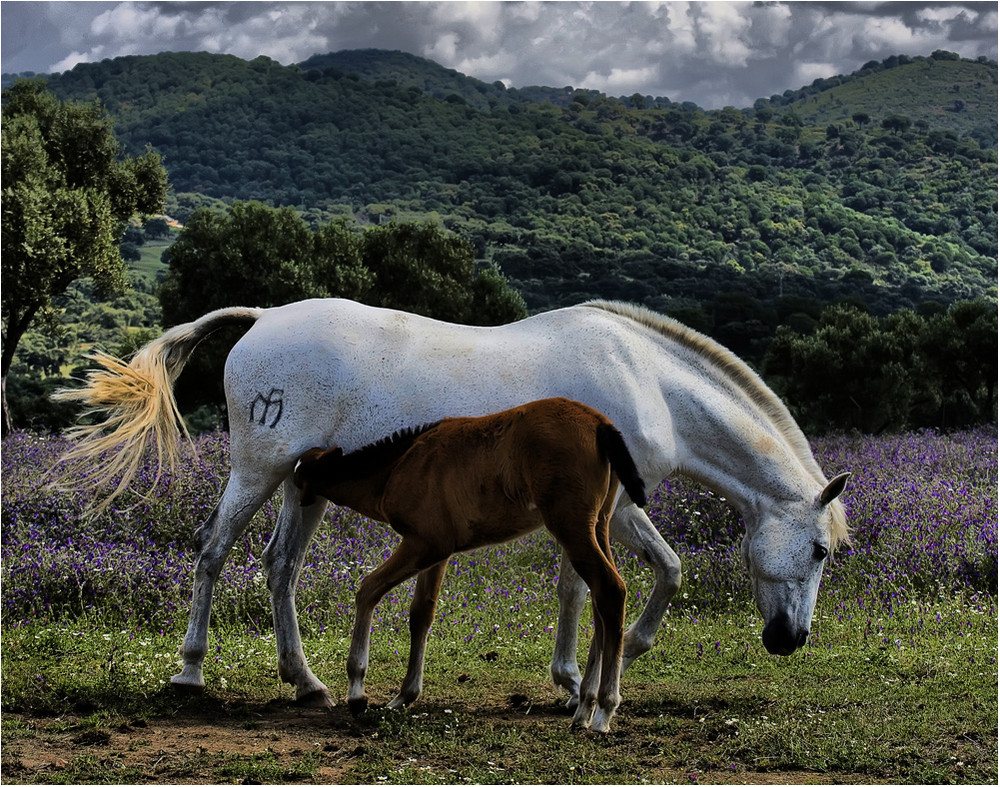 ¡ YEGUA Y POTRILLO ¡