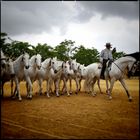 Yeguada de la Cartuja