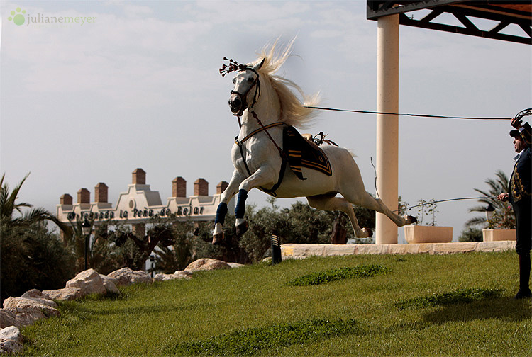 Yeguada La Peña de Béjar