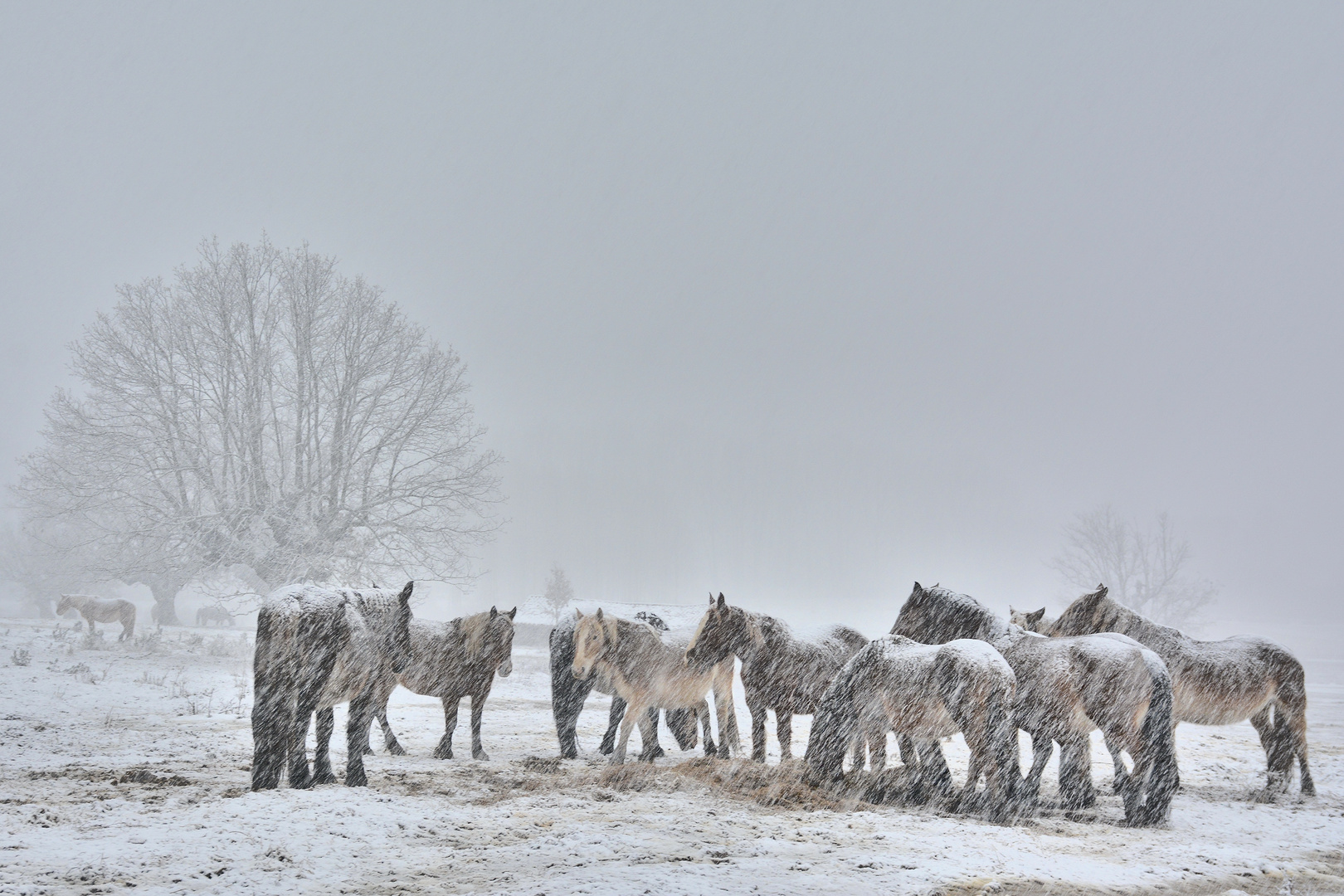 Yeguas en la nevada