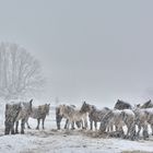 Yeguas en la nevada