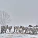 Yeguas en la nevada