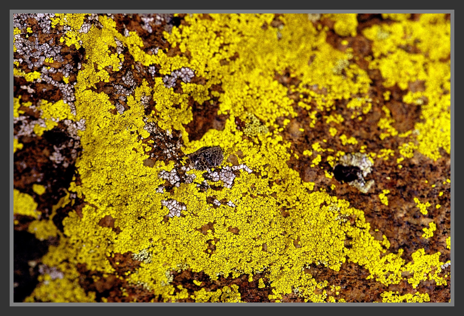 Yelllow lichen on a rock