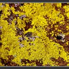 Yelllow lichen on a rock