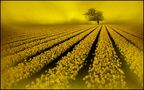 yello.... von Veronika Pinke 