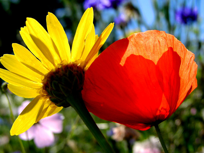 Yello & Red