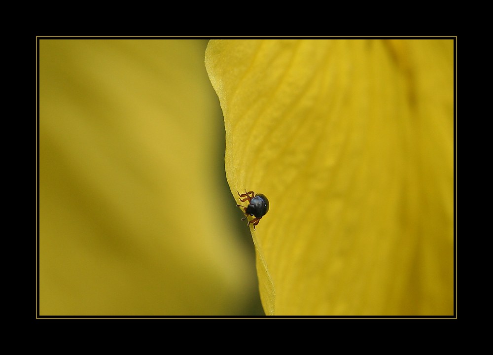 Yellow von Martin Huppert