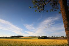 ...yellow...