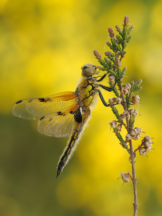 ~ yellow ~