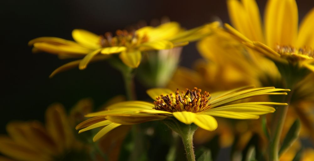 ...yellow... von p. wirtz 