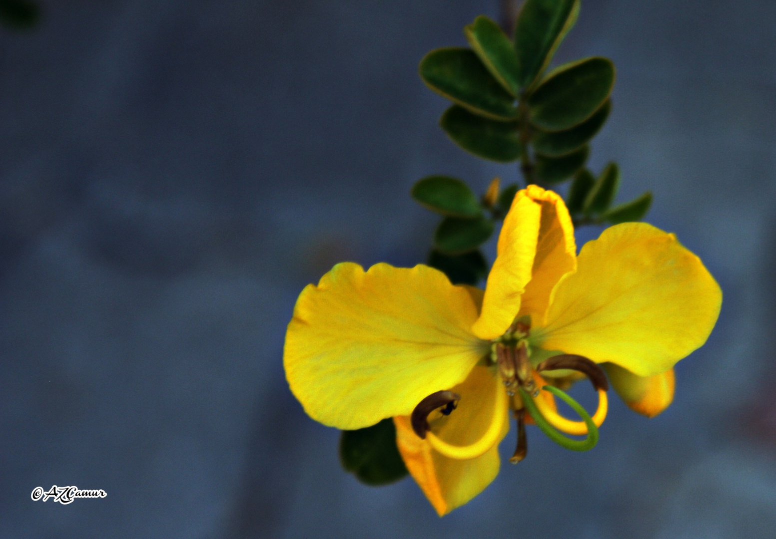 Yellow Acacia Flower