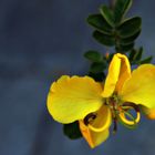 Yellow Acacia Flower