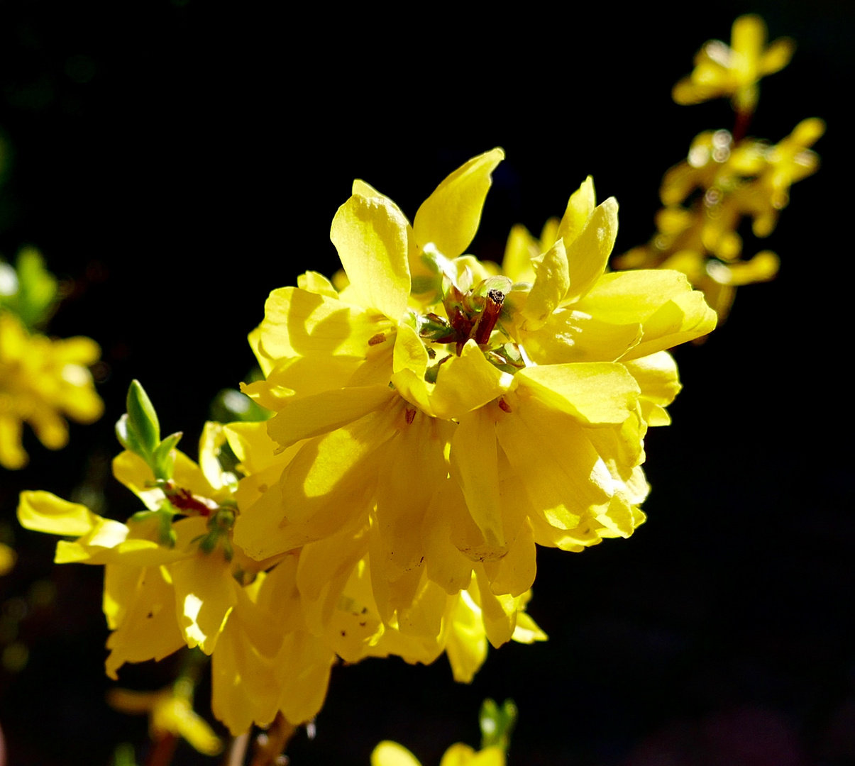 yellow and black