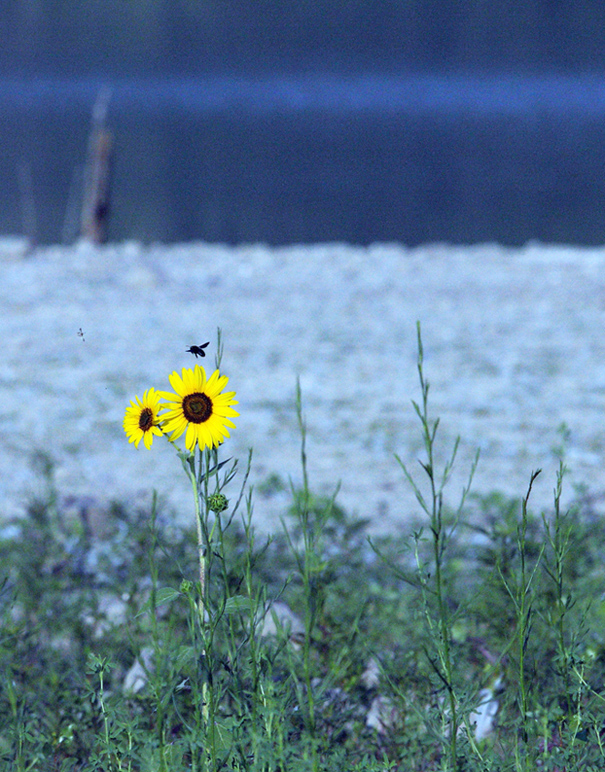 yellow and black