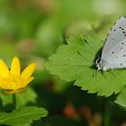 Yellow and Blue