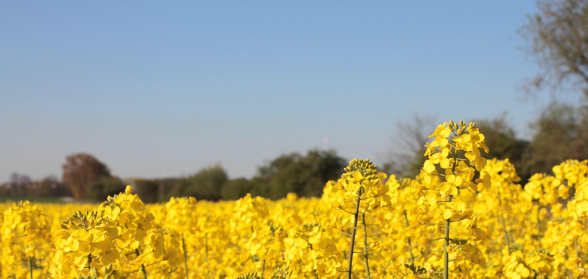 Yellow and blue