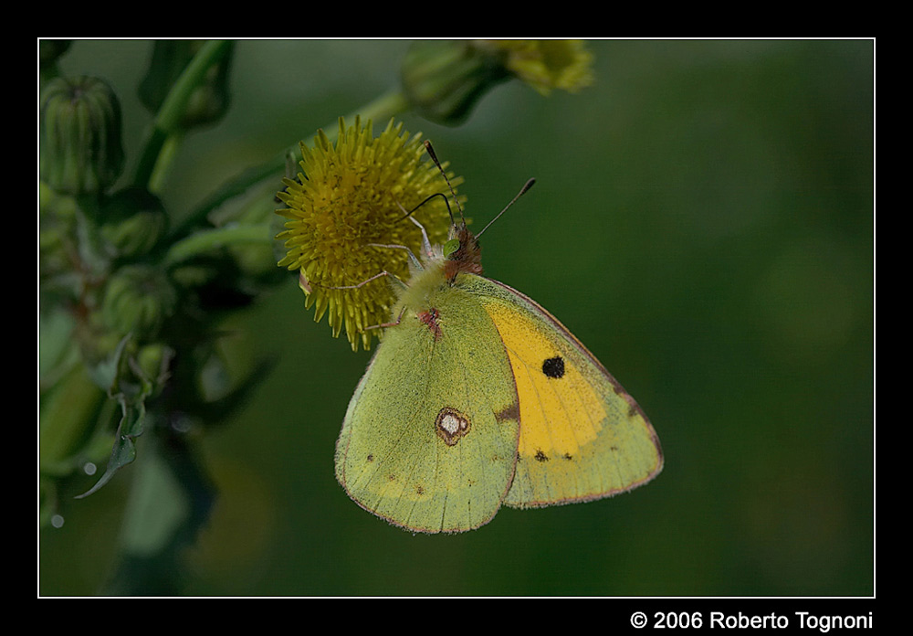 Yellow and Green