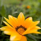 Yellow and Orange