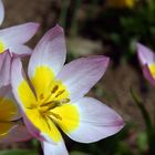 Yellow and Pink Flowers