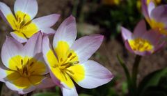 Yellow and Pink Flowers