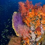 yellow and pink seafan