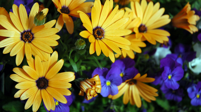 Yellow and Purple Flowers.