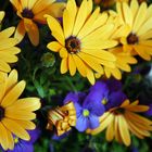 Yellow and Purple Flowers.
